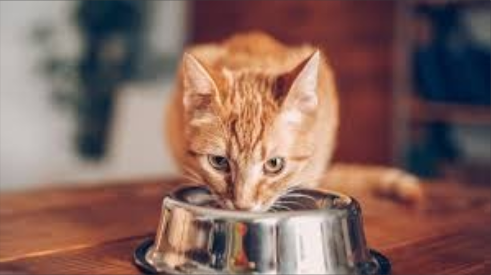  Son animales carnívoros por excelencia y por eso deben tener una dieta basada en carne y alimentos húmedos para desarrollarse saludablemente